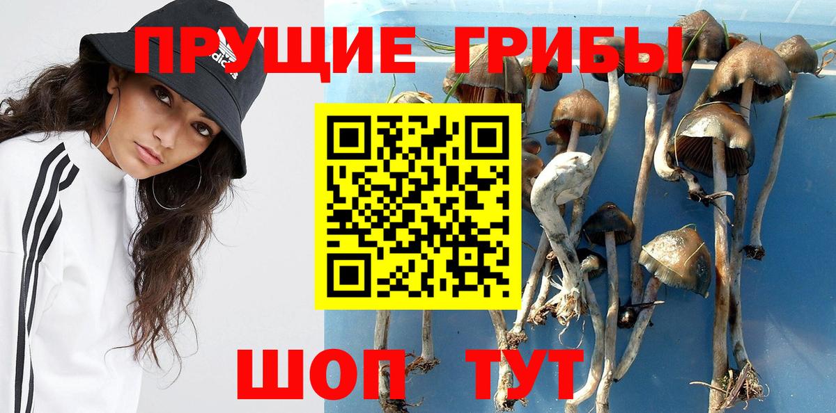 Галлюциногенные грибы мухоморы  что такое   Тосно  Вход с VPN 